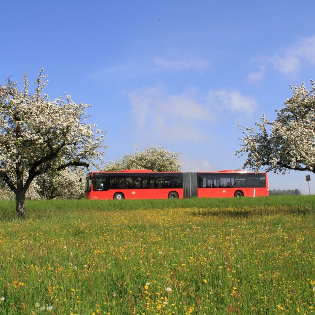  bus-mit-wiese.jpg