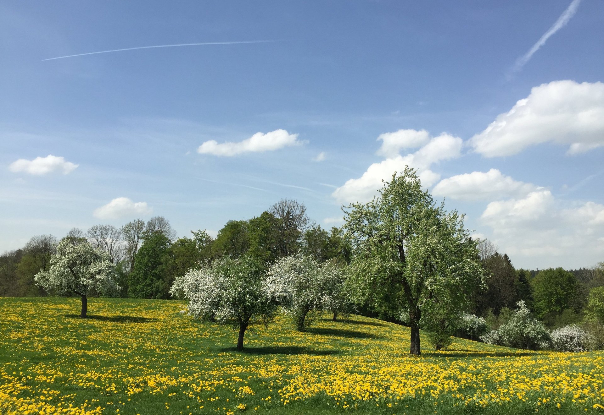 Streuobstwiese mit blauem Himmel 