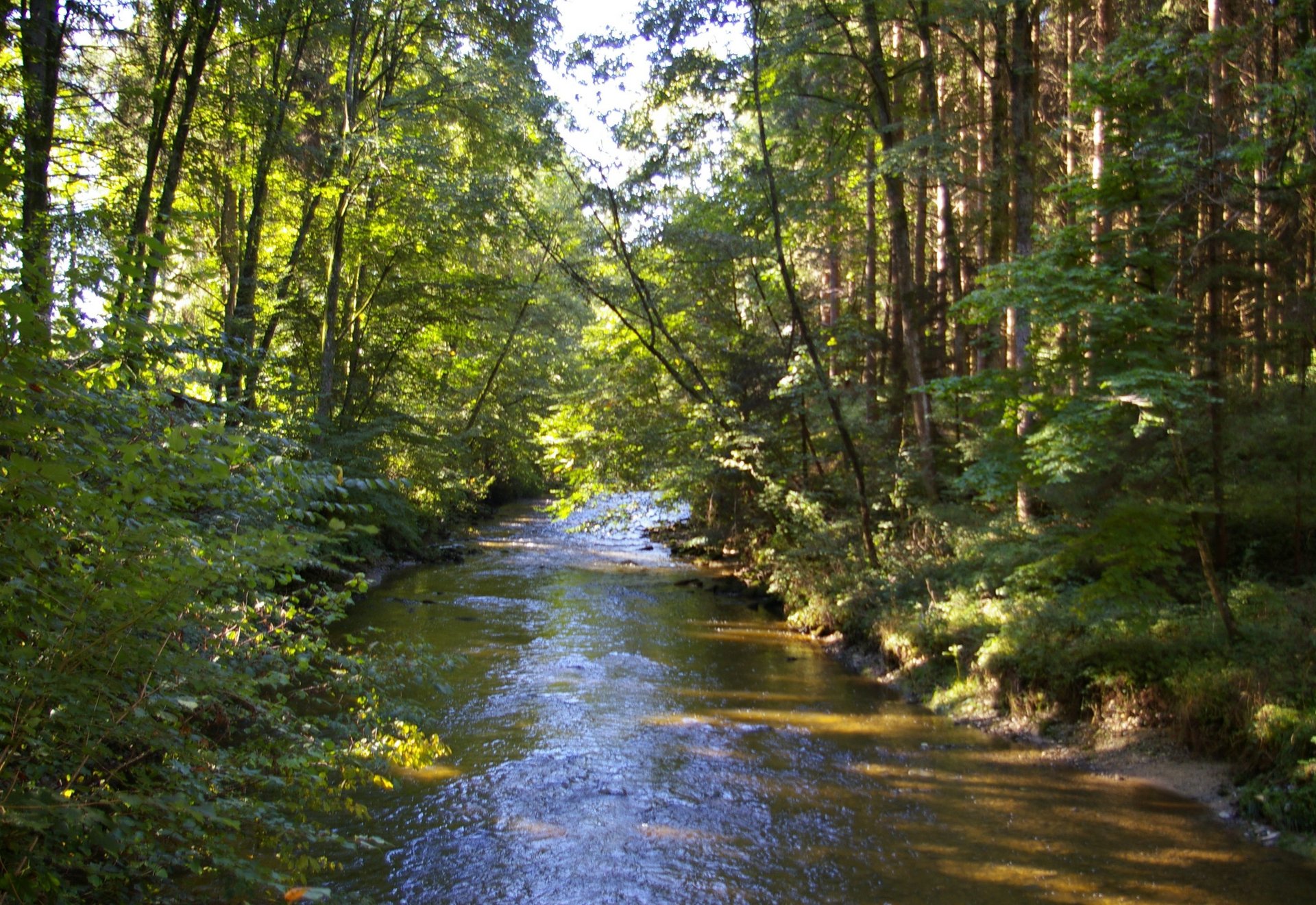 Fluss durch einen Wald in Aitrach 