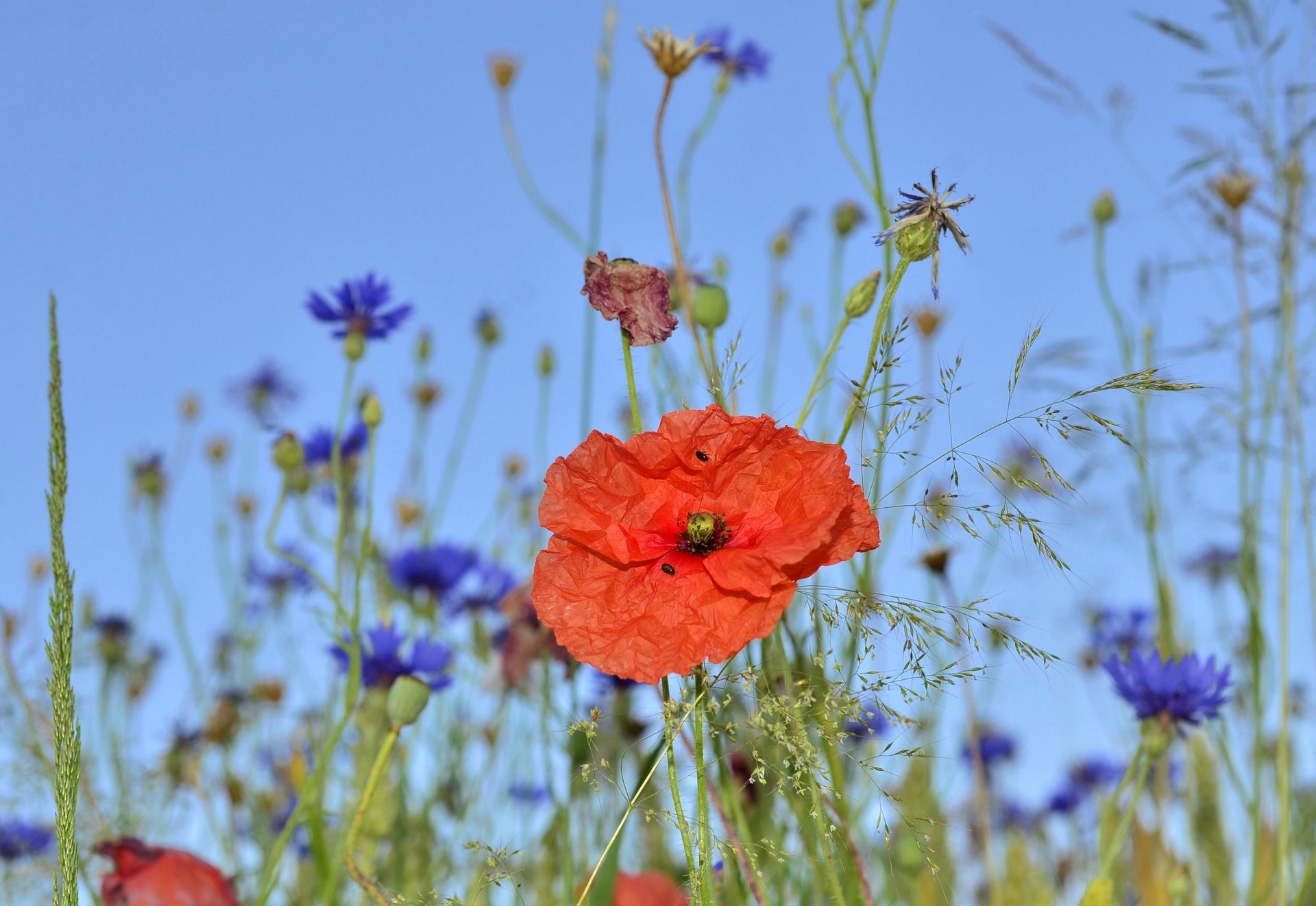 Mohn in Kornblumenwiese in Bodnegg 