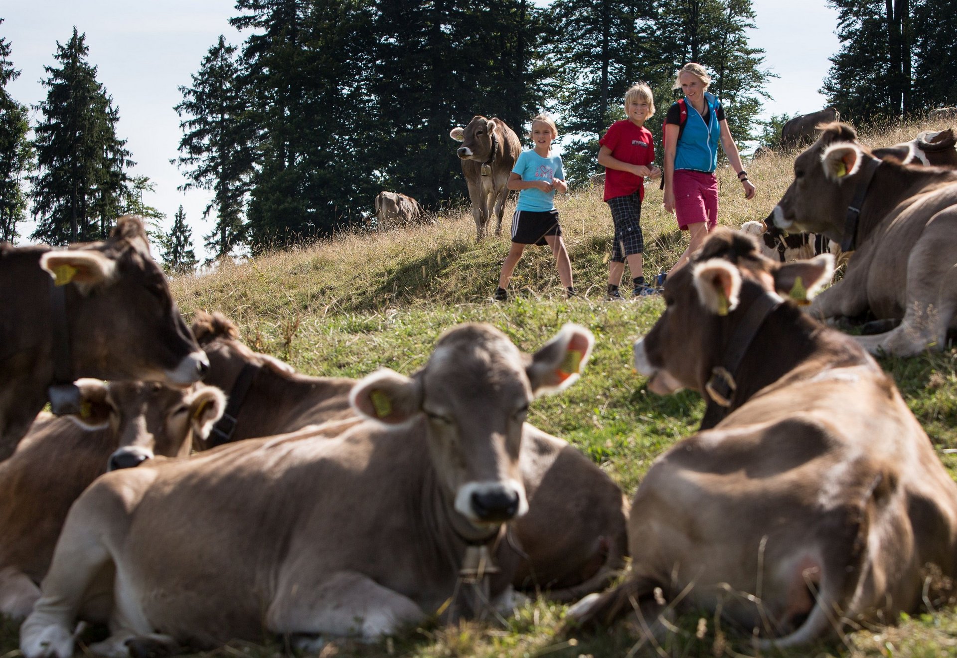 Familie beim Wandern in Isny mit Allgauer Braunvieh im Vordergrund 
